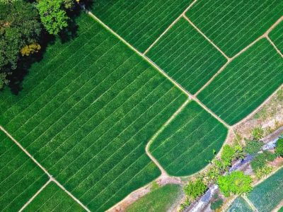 Farm-land-for-sale
