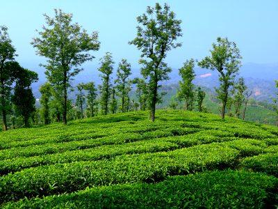 Wayanad_Tea_Coffee_Plantations_2479