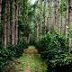story-chikmagalur-flickr-prashantby_647_040116113101