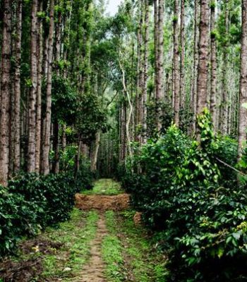 story-chikmagalur-flickr-prashantby_647_040116113101